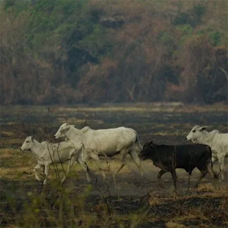 Animal Equality na COP30