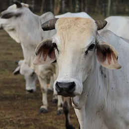 Animal Equality na COP30